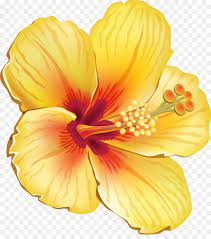 Hawaiian Hibiscus Shoeblackplant Flower Clip Art Tropical Flower Cartoon Flowers Flower Clipart Flower Drawing