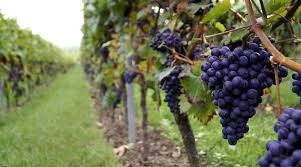 Image result for Vitis vinifera