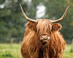 Prior to 1900, highland cattle as small as 350 pounds were not unusual. Should I Get A Miniature Scotland Cow As A Pet Quora