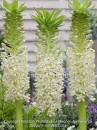 Image result for Scadoxus pole-evansii