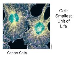 An individual living being, whose material body consists of one or more cells, is the unit of life. Cell Smallest Unit Of Life Ppt Download