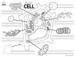 What is the structure of the nuclear membrane (nuclear envelope)? Plant Cell Worksheets Superstar Worksheets