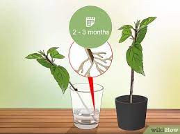 The cuttings grow best in a indoor green house or if the pot is covered with a freezer bag. How To Propagate Hibiscus With Pictures Wikihow