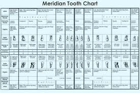 Tooth Chart Every Tooth Has An Energy Meridian Running