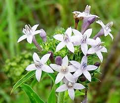 Image result for Aspilia pluriseta