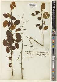 Image result for Hymenocardia