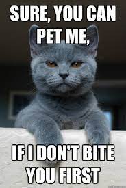 Sure You Can Pet Me If I Don T Bite You First Disgruntled Cat Quickmeme