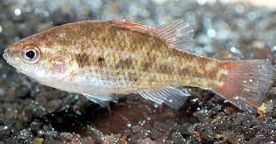 Australian Researchers Identify New Freshwater Fish Species Biology Sci News Com