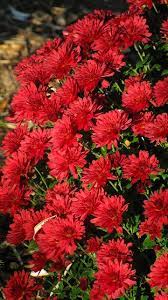 Chrysanthemum Morifolium By Dicentra33 Chrysanthemum Morifolium Chrysanthemum Fall Blooming Flowers