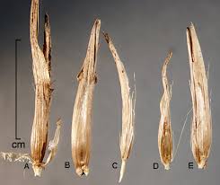 Image result for Cenchrus clandestinus