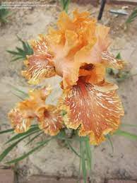 Today S Bloom Is Tall Bearded Iris Orangutan Orange Iris Iris Flowers Iris Garden Iris Flowers Garden