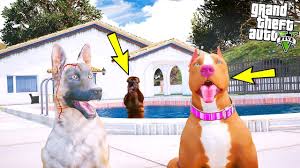 Yeni Gelen Disi Pitbull Lady Rottweiler Cogi Ye Haddini Bildirdi Gta 5 Youtube