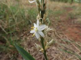 Image result for Chlorophytum subpetiolatum