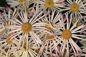 Chrysanthemum X Morifolium Chrysanthemum Florist S Chrysanthemum Florist S Daisy Garden Chrysanthemum Garden Hardy Chrysanthemum Garden Mum Hardy Garden Mum Mum North Carolina Extension Gardener Plant Toolbox
