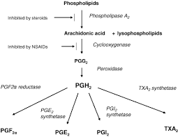 Paracetamol Acetaminophen Mechanisms Of Action Anderson 2008 Pediatric Anesthesia Wiley Online Library