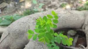 Image result for Phyllanthus tenellus