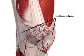 Previously torn extensor retinaculum of ankle which is now markedly thickened and irregular (blue arrows). Working The Patellar Retinaculum Academy Of Clinical Massage