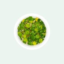 Image result for Hydrocotyle verticillata