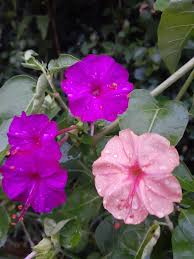 Image result for Mirabilis jalapa