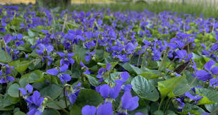 Mt. Cuba Center | Common blue violet (Viola sororia) - Mt. Cuba Center