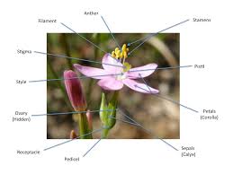 To see it more detailed, look at the following parts of a flower diagram posted below. Flower Description Glossary