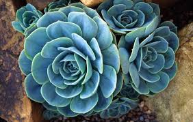 Skip to main search results. Echeveria Glauca Hens And Chicks Buy Online At Annie S Annuals