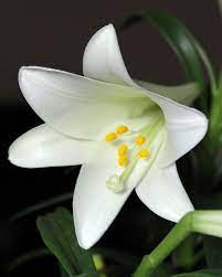 Maybe you would like to learn more about one of these? 100 Lily Flowers Varieties Names And Pictures Florgeous