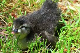 Pin By Lisa Wooten On Lisa Wooten Photography In 2020 Sun Art Fine Art America Art