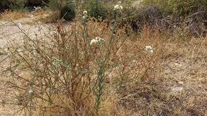 Image result for Erigeron bonariensis