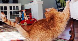 Seacoast Pet Sitters » Fern, Hampton NH