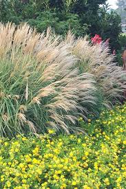 Image result for Miscanthus violaceus