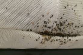 Image result for bed bugs droppings