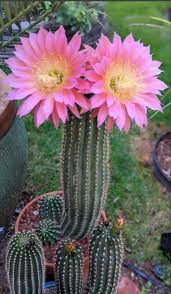 Image result for Corallocarpus triangularis