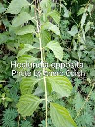 Image result for Hoslundia