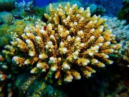 Image result for Scleria adpresso-hirta