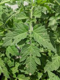 Then put these things in the hole before planting your tomato plant! Why Are My Tomato Leaves Getting Little Holes In Them Gardening Garden Diy Home Flowers Roses Natur Plant Leaves Jalapeno Plant Gardening For Beginners