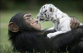 Anjana Chimp Raising Baby White Tigers Love Meow