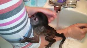 Tamed capuchin monkeys for sale. Capuchin Baby Willow S First Bath Youtube