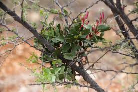 Image result for Tapinanthus oleifolius