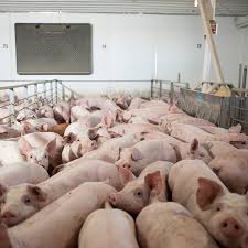 New cl a ssifie d offers for sale 2 female kune kune pigs. Meat Plant Closures Mean Pigs Are Gassed Or Shot Instead The New York Times