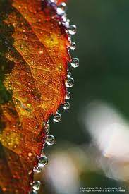 30 Ideas Photography Macro Texture Rain Drops Nature Photography Macro Photography Water Droplets