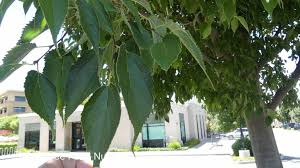 Image result for Celtis