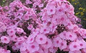 Phlox bestellen bei garten center koeman. Hoher Phlox