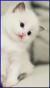 See more ideas about cute cats, cats and kittens, beautiful cats. Kitty Wallpapers Cute Kittens