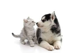 Do Huskies Get Along With Cats Embora Pets