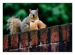 13 Ways Oregon Is America S Black Sheep And We Love It That Way Squirrel Pictures Squirrel Animals