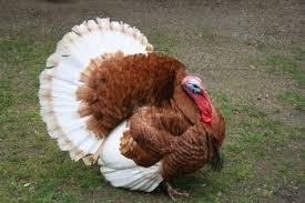 Big Birds That Look Like Turkeys Turkey Bourbon Red Smarter Living Bourbon Red Turkey Raising Turkeys Turkey Breeds