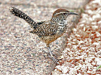 Cactus wrens are always up to something, whether hopping around on the ground, fanning their tails, scolding their neighbors, or singing from the tops of cacti. Cactus Wren Wikipedia