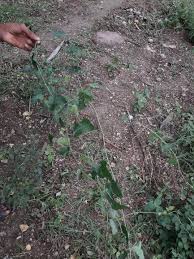 Image result for Cocculus hirsutus