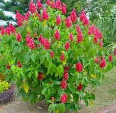 Image result for Erythrococca zambesiaca